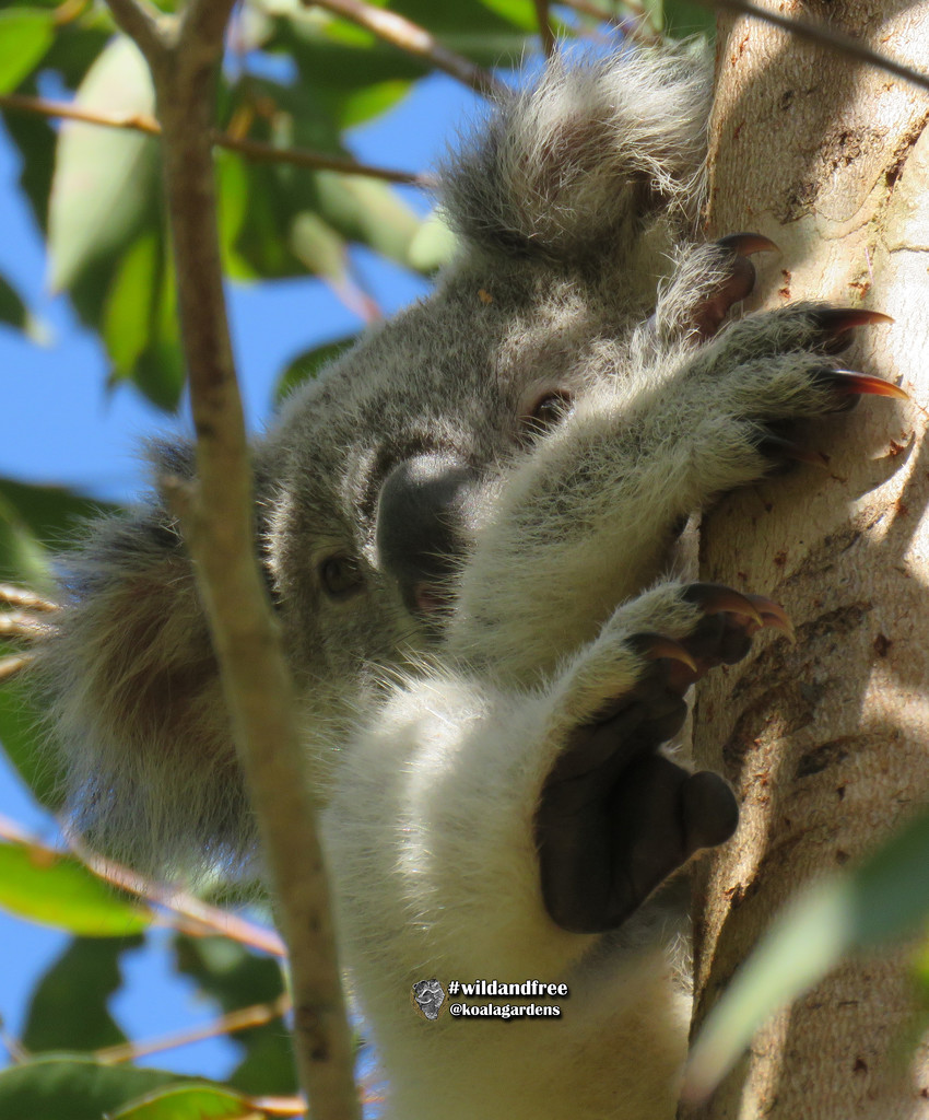 look hands no ma! by koalagardens