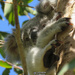 look hands no ma! by koalagardens