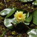 Yellow Water Lily ~ by happysnaps