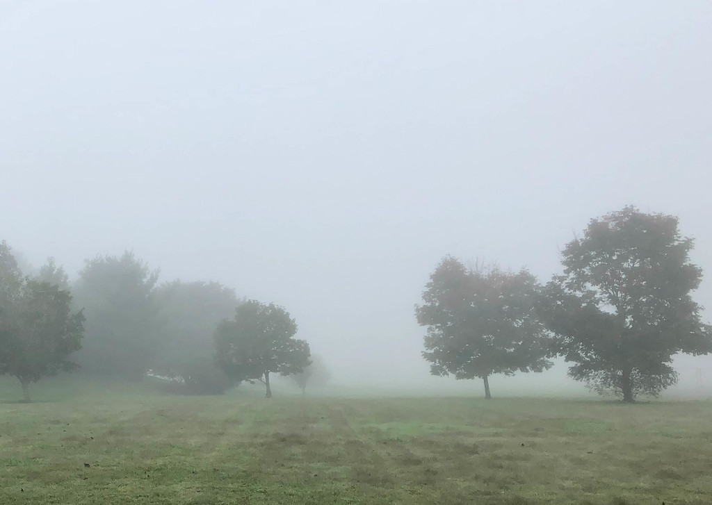 Fall Fog by loweygrace