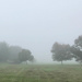 Fall Fog by loweygrace