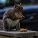 Squirrel on the deck by joansmor
