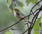 4th Oct 2018 - Black-Throated Green Warbler
