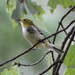 Black-Throated Green Warbler by cjwhite