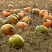 Pumpkin Patch by gaf005