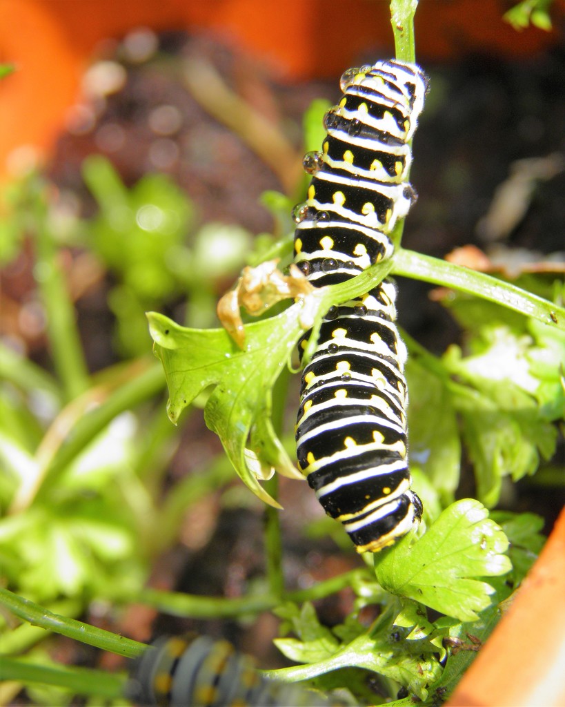October 4: Surprise Caterpillar by daisymiller