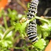October 4: Surprise Caterpillar by daisymiller