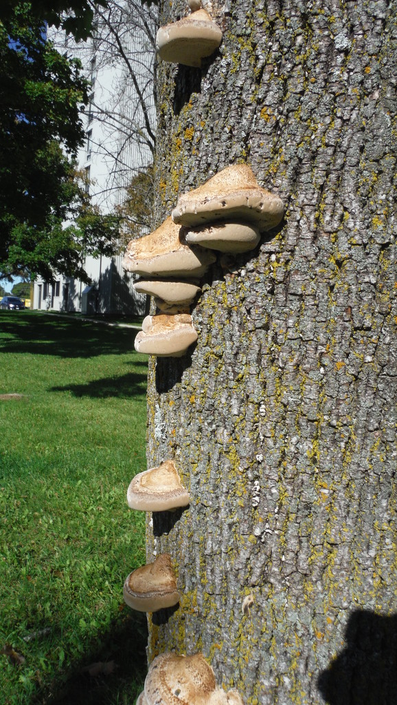 Fungi, Close Up by spanishliz