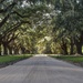 Avenue of Oaks, Boone Hall Plantation by lsquared