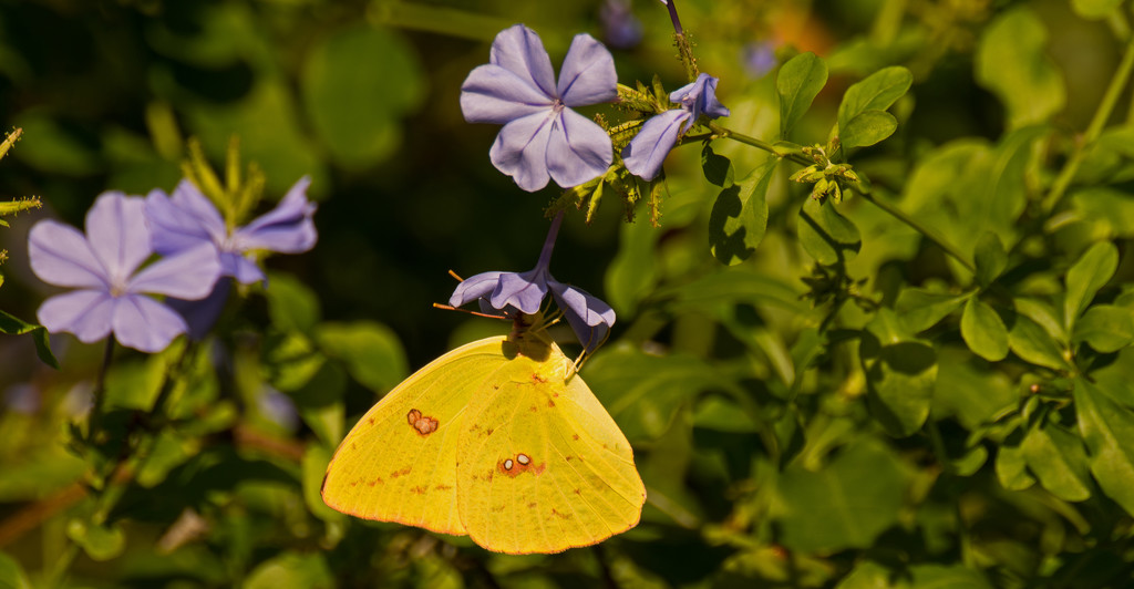 Sulphur Butterfly! by rickster549