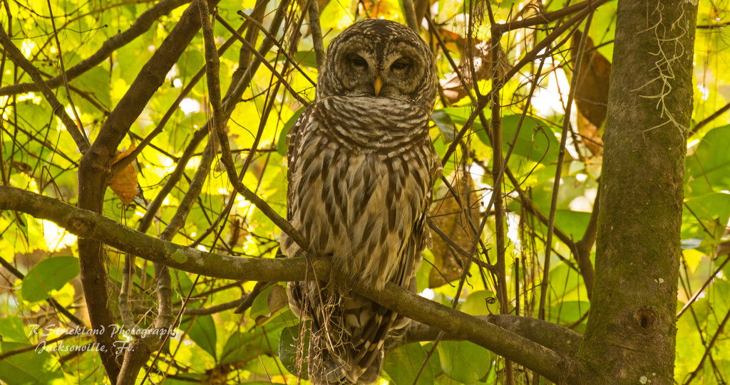 The Barred Owl Came Back! by rickster549