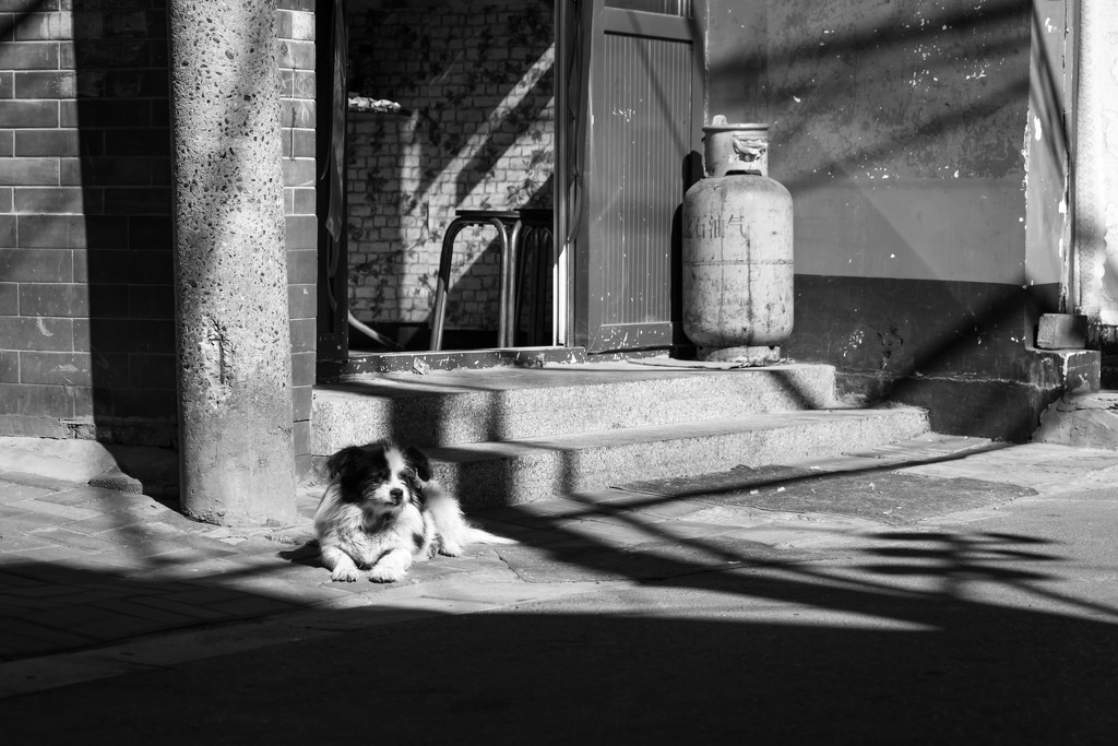 Street dog - Beijing by yaorenliu