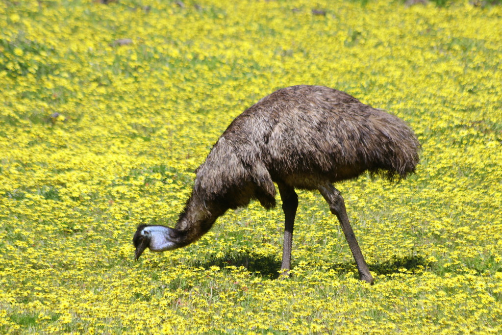 A golden emu! by gilbertwood