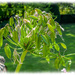 Agapanthus Seedhead by carolmw