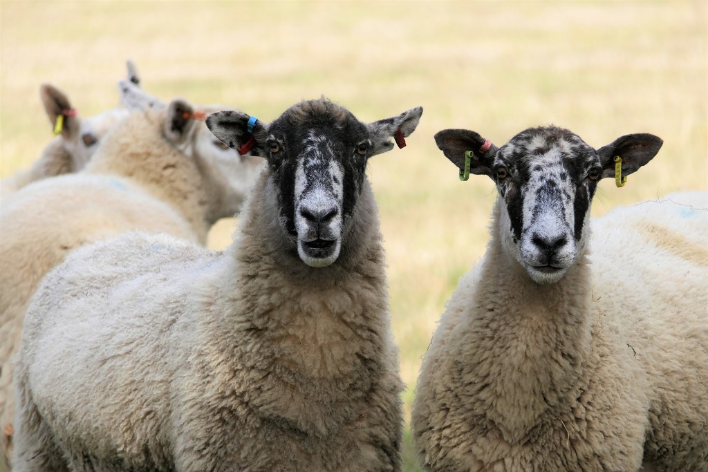 Celebrity Sheep? by carole_sandford
