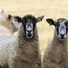 Celebrity Sheep? by carole_sandford