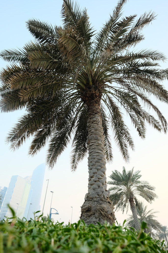 Corniche, Abu Dhabi by stefanotrezzi
