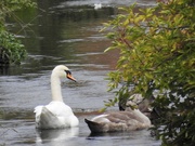 1st Oct 2018 - Swan and Cygnets