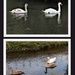 Swan Families by oldjosh