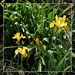 Wild Yellow Iris ~ by happysnaps