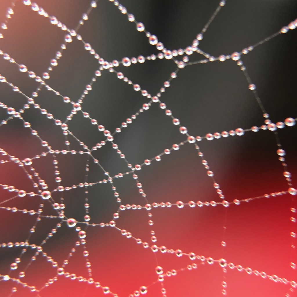 Spiders Web in the morning! by bizziebeeme