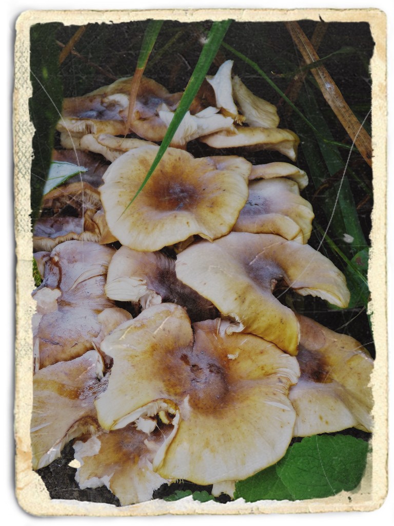 Mushrooms in the garden  by beryl