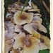 Mushrooms in the garden  by beryl