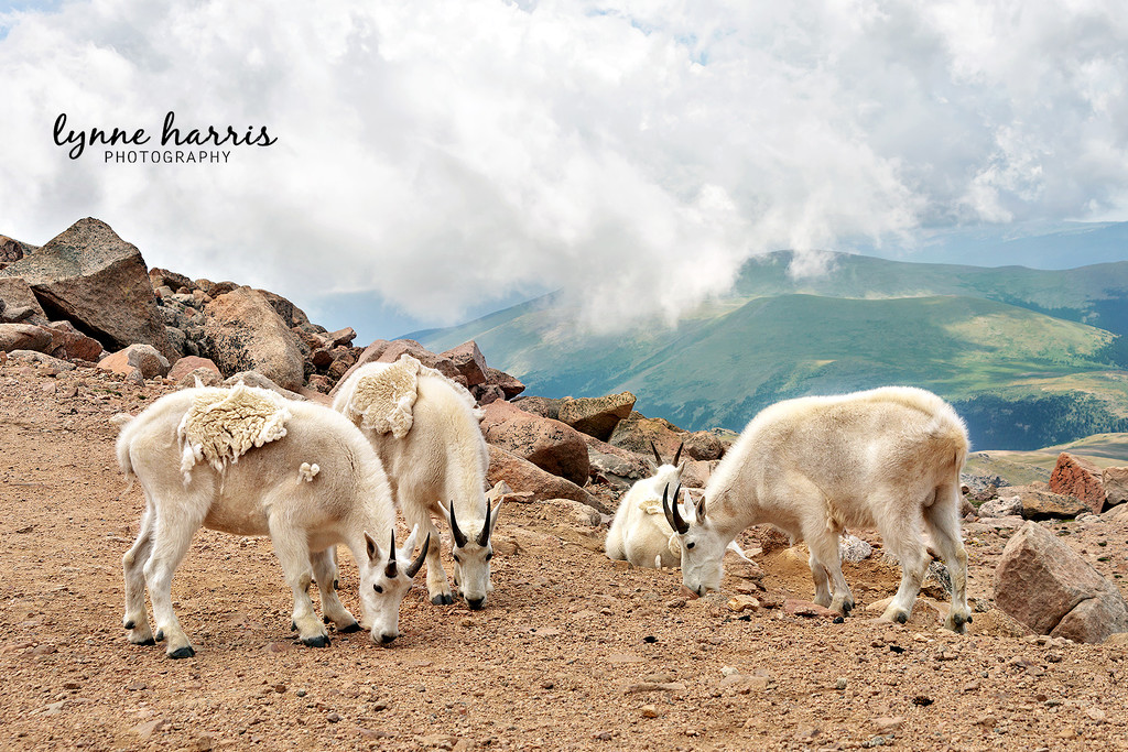 Mountain Goats by lynne5477