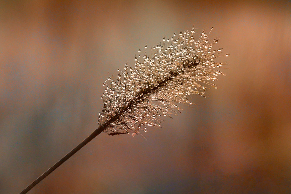 Dewdrops on a Stick by milaniet