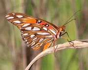 5th Oct 2018 - Nature's Beauty