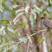 Little wattlebird by ulla