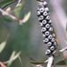 Australian Native Bottlebrush seed pods by ulla