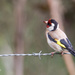 european goldfinch by ulla