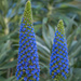 Lupins by gosia
