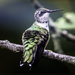 Last Hummingbird Standing by skipt07