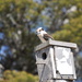 Kookaburra atop the bird house watching over the Chickens by kgolab
