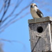Kooaburra atop the bird house by kgolab