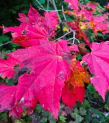 5th Oct 2018 - Red Leaves
