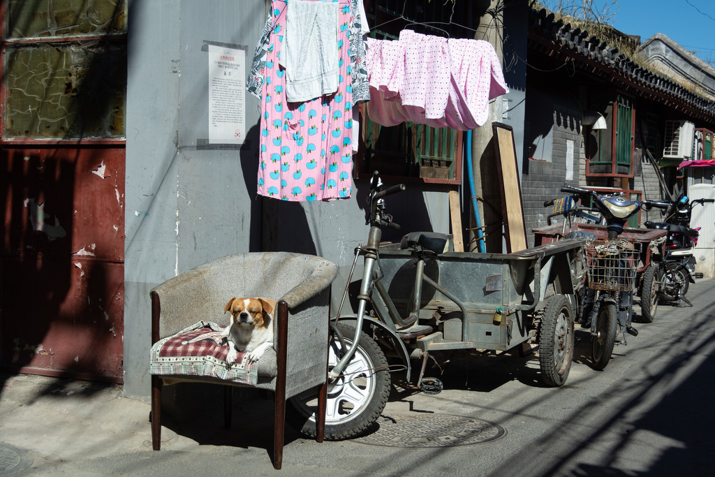 street dog - Beijing  by yaorenliu