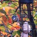 Autumn Bird by carole_sandford