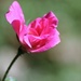 October 6: Rose by daisymiller