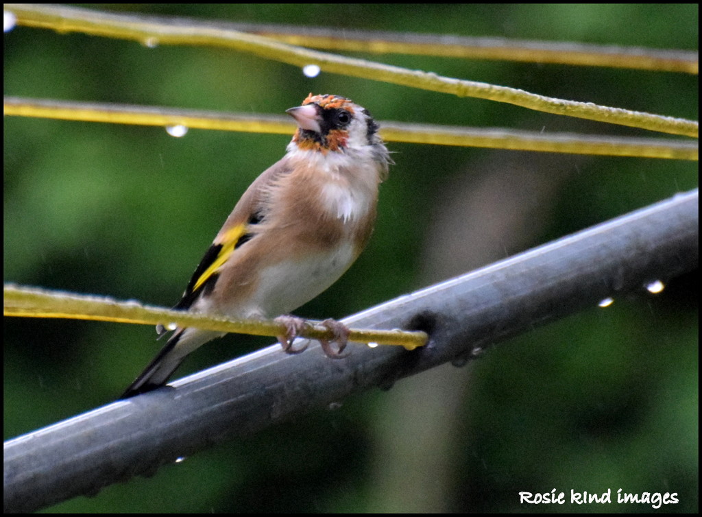 A rather soggy goldfinch by rosiekind