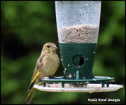 6th Oct 2018 - Greenfinch