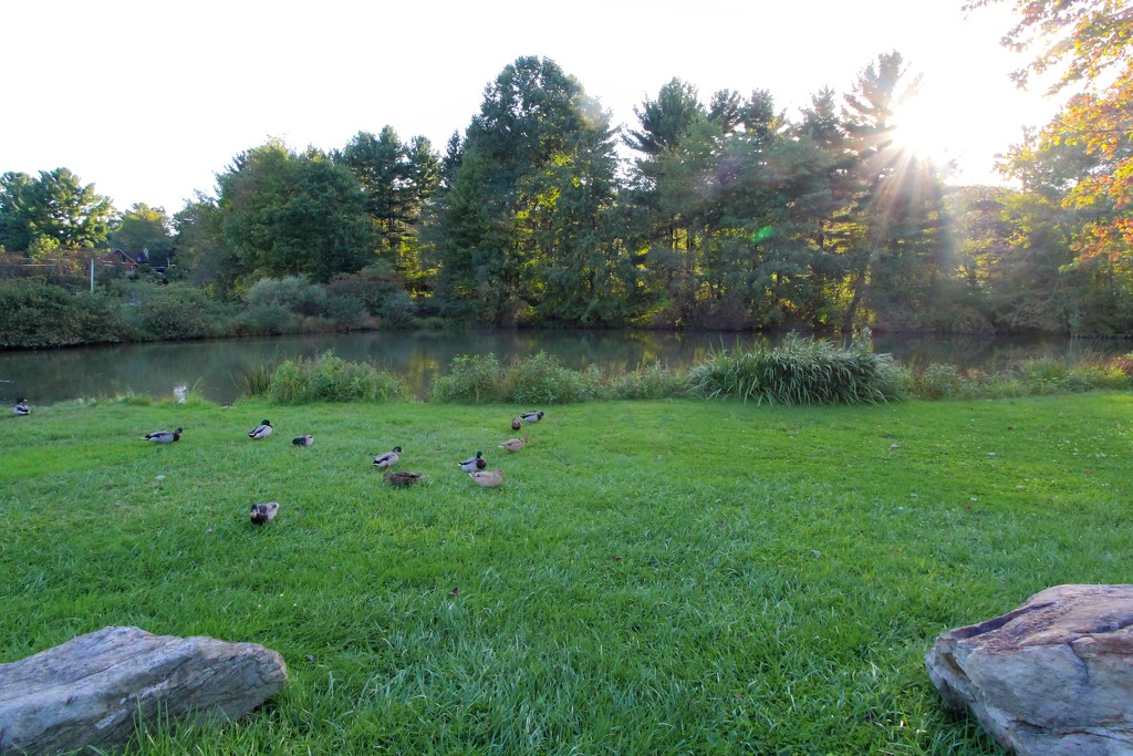 Ducks by the pond by mittens