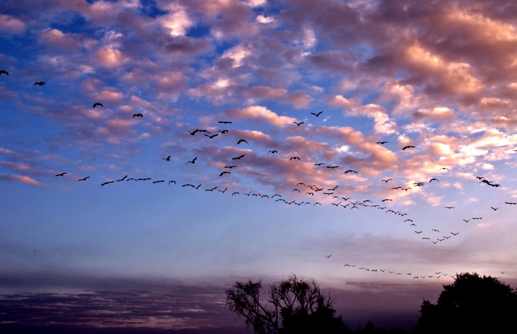 Pelican Migration by lynnz