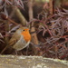 Friendly robin by busylady