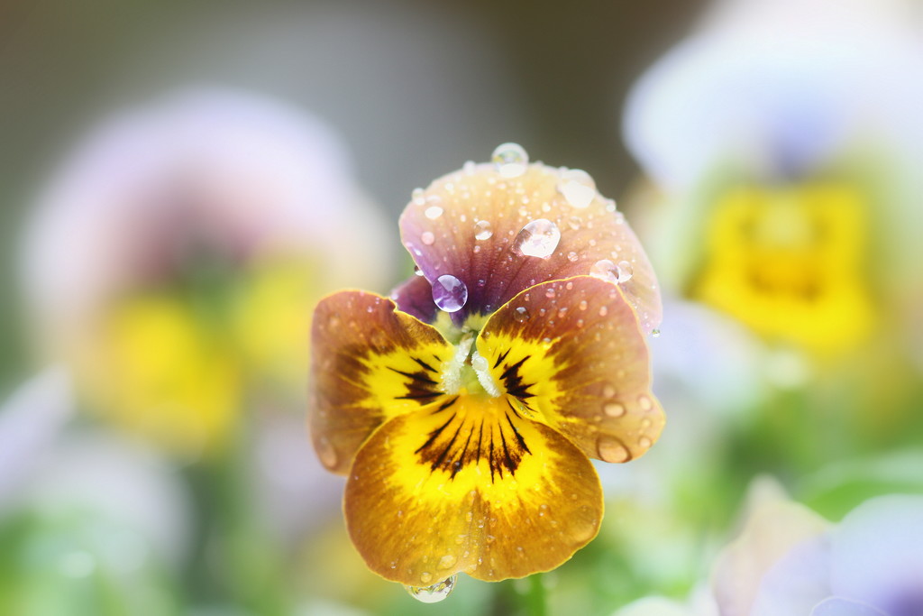 Rainy Pansy by bagpuss