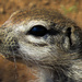 meerkat by sdutoit