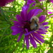 busy bee by arthurclark