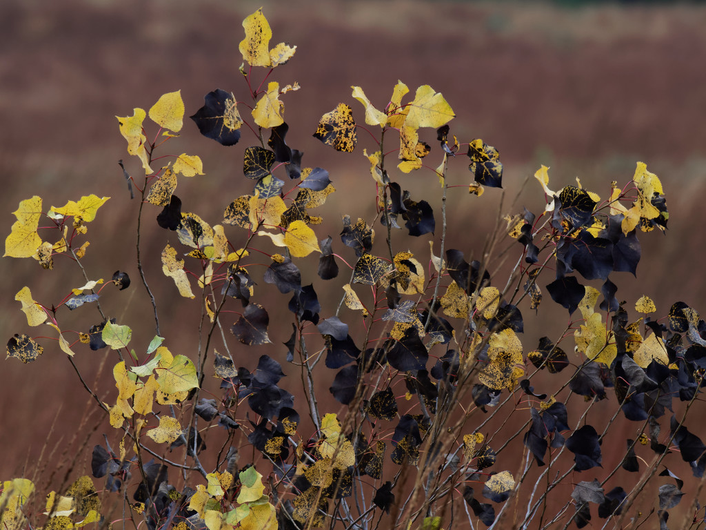 yellow and black leaves by rminer